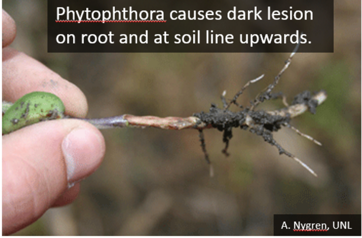 Phytophthora root rot on seedling