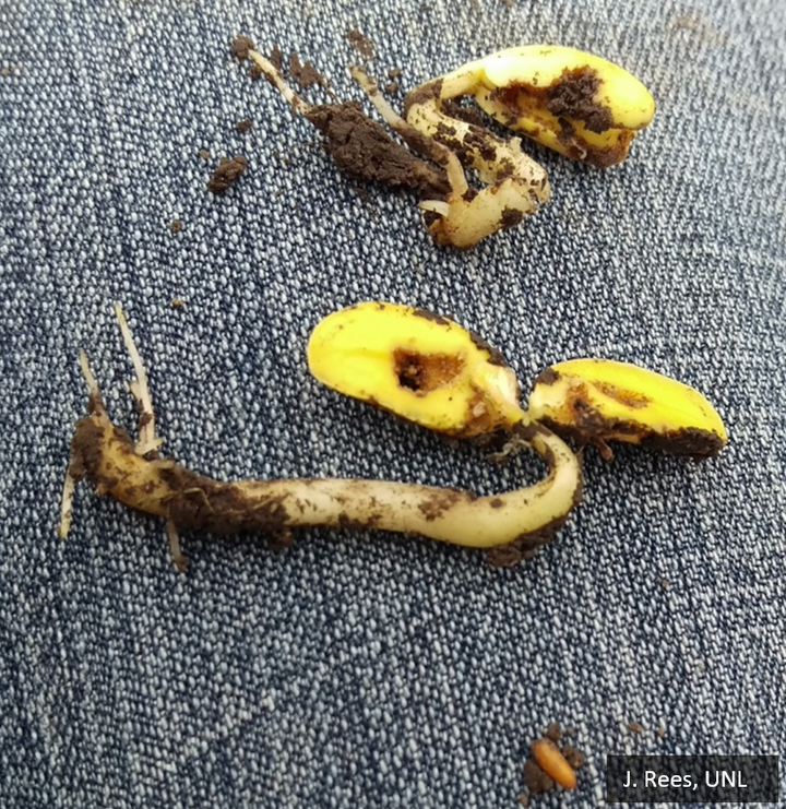 Seed Corn Maggot Injury