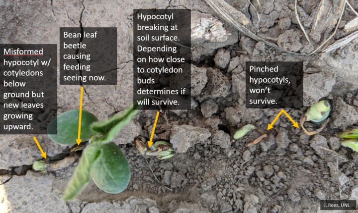 soybean damage examples