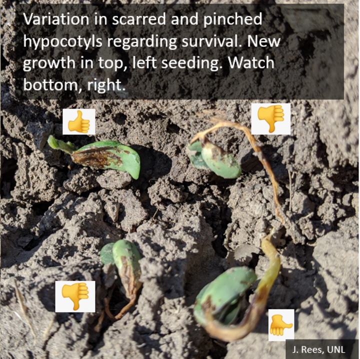 variation in scarred and pinched hypocotyls