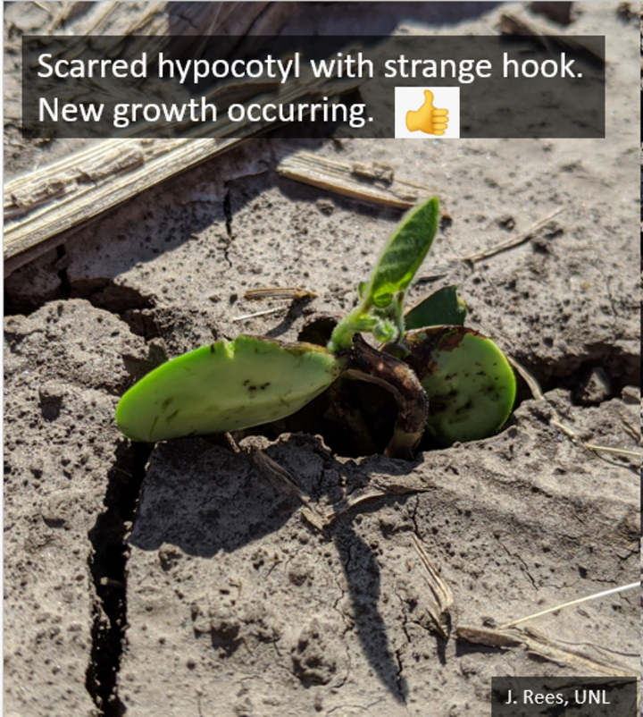 scarred hypocotyle with strange hook and new growth occurring