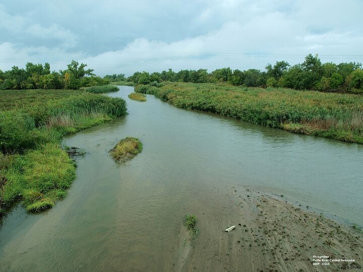 Aerial view of Phragmites