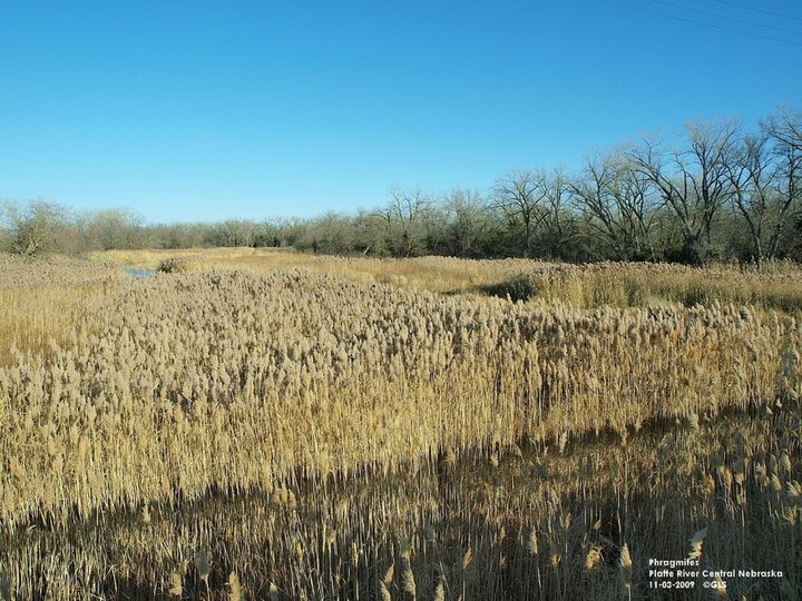 Phragmites