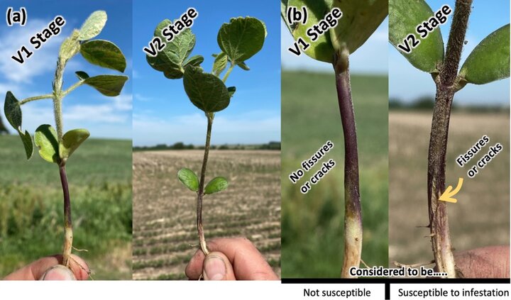 Soybean plants at V1 and V2 stage