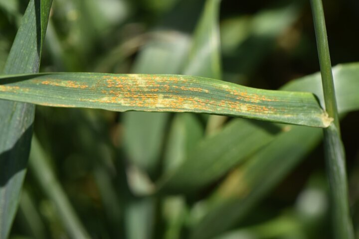 Stripe rust