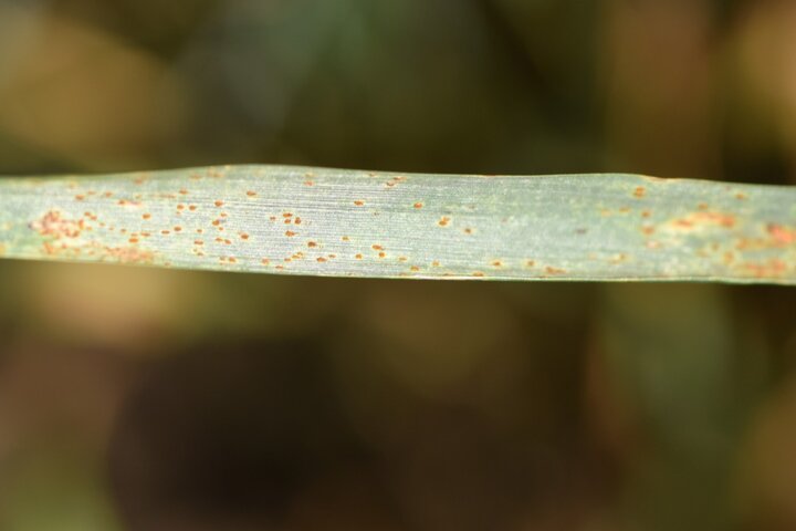 Leaf rust