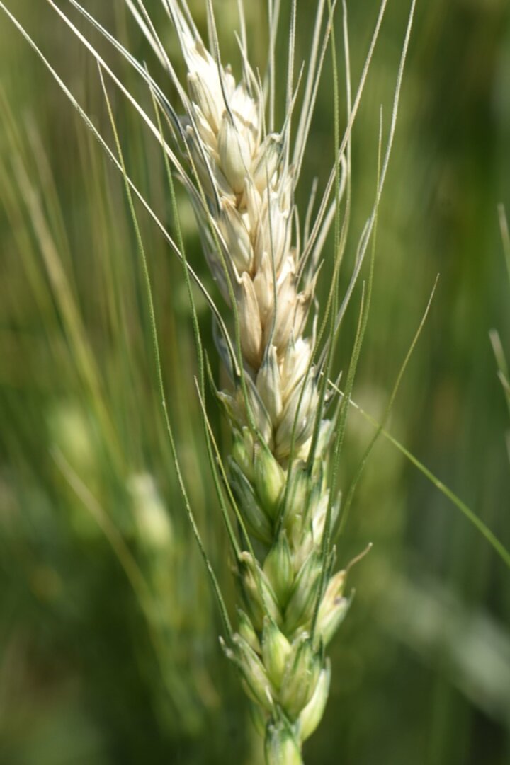 Fusarium head blight