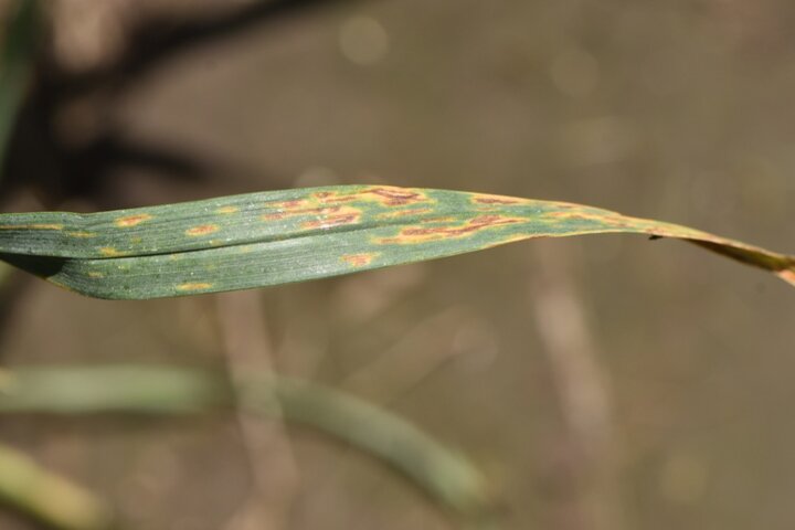 Septoria tritici blotch