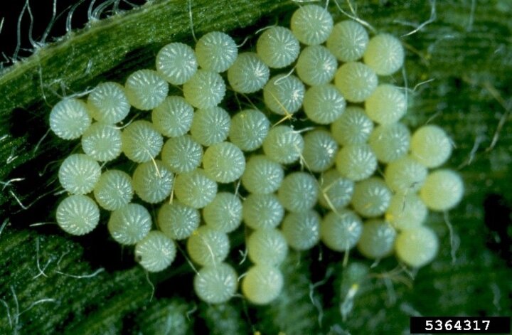 Freshly laid WBC egg mass