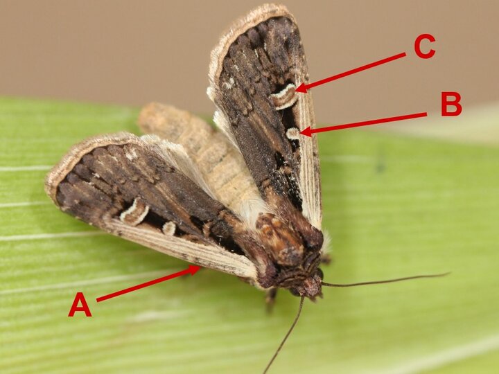 Late instar WBC larva