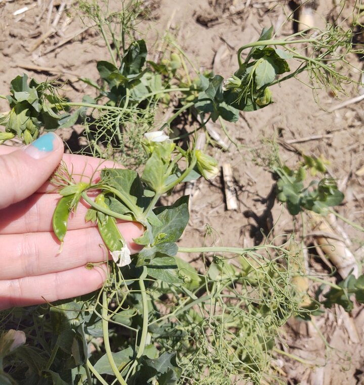 Pea pods in southwest Nebraska