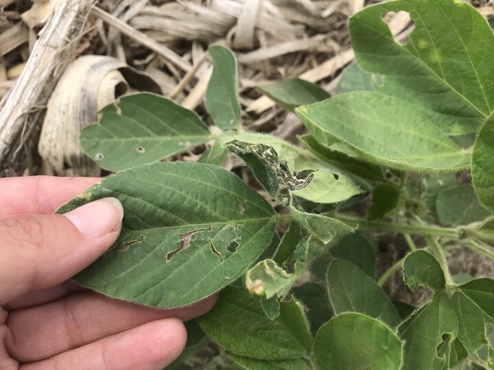 hail damaged corn