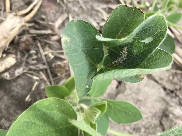 thistle caterpillar feeding on a soybean plant