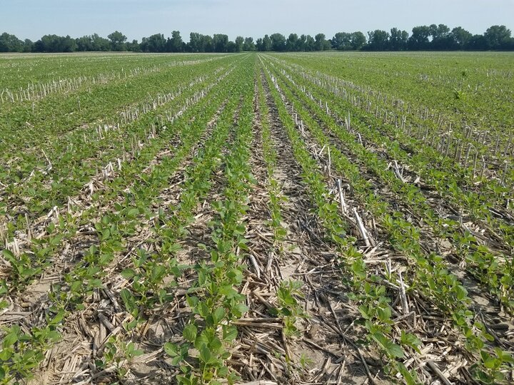 earlier planted soybeans on the left and later planted on the right