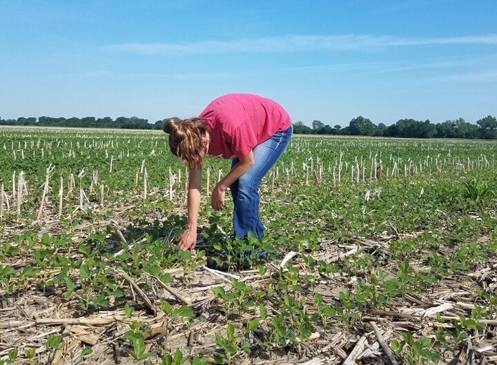 summer intern taking soybean stand counts on a soybean benchmarking study