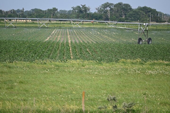 Corn field showing normal corn in the foreground and corn stunted by flooding in the background.