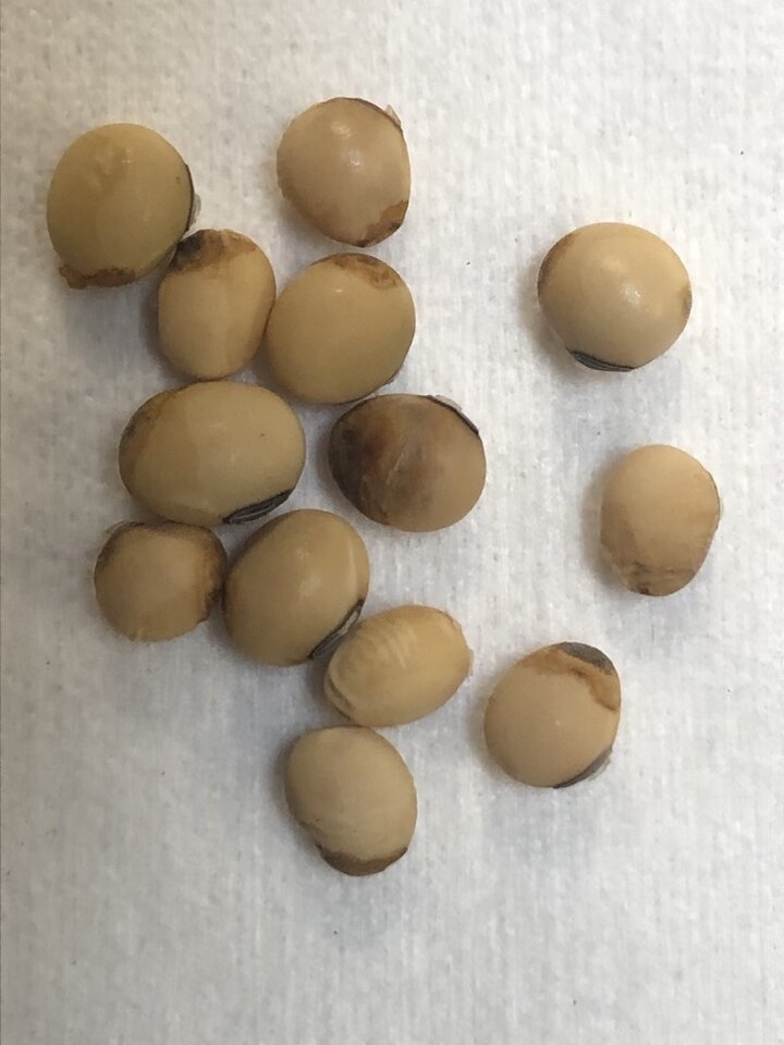 Frogeye leaf spot on soybean seeds