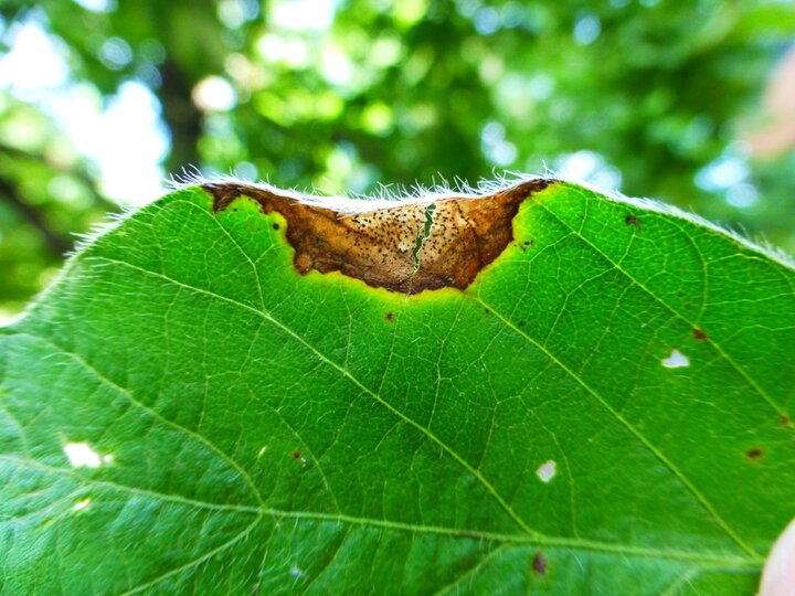 Mature Phyllosticta leaf spot
