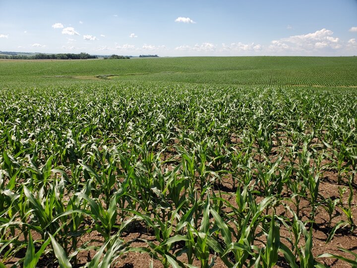 Irrigated corn