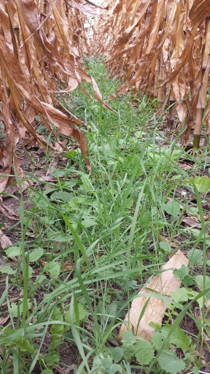 A fall-planted, cool-season mix