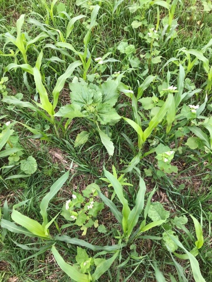 A cover crop mix