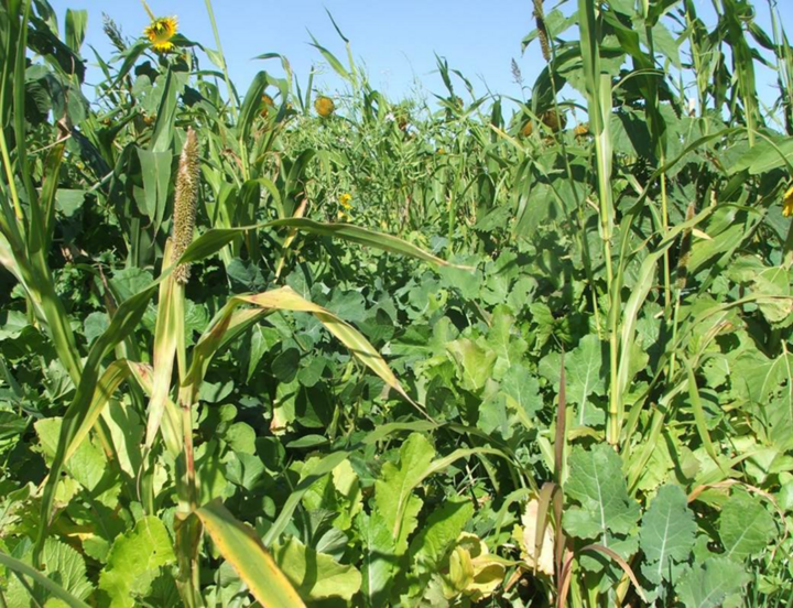 brassicas, warm-season grasses, legumes and other broadleaves