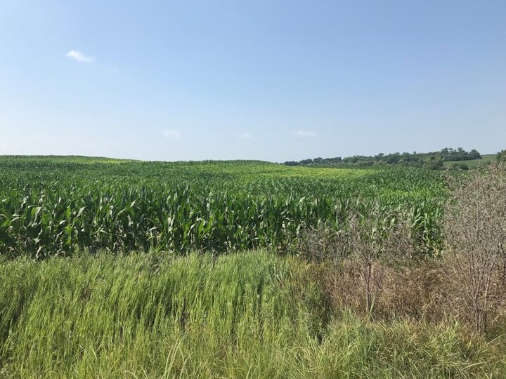 Nitrogen deficient corn in Nemaha County