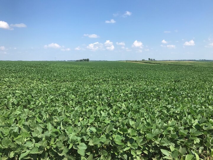 Soybeans in Nemaha County