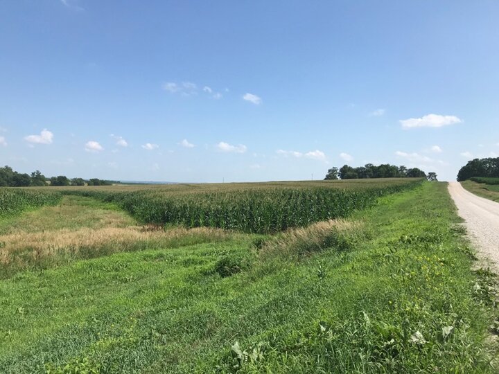 field corn in Nemaha county