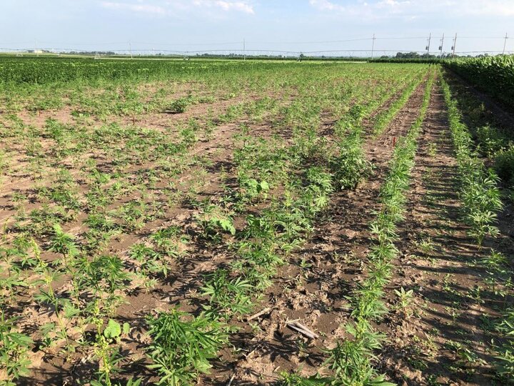 unsprayed control plot