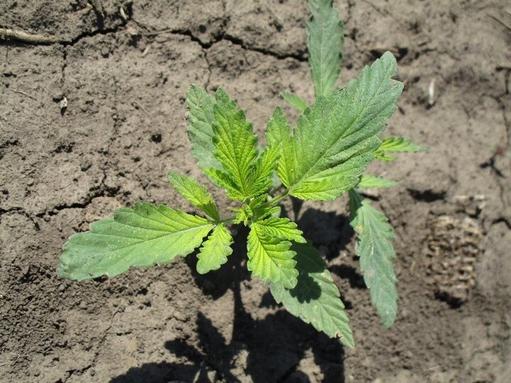 unsprayed control plot