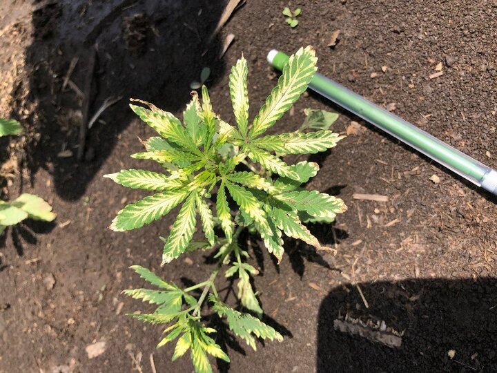 bleached hemp leaves