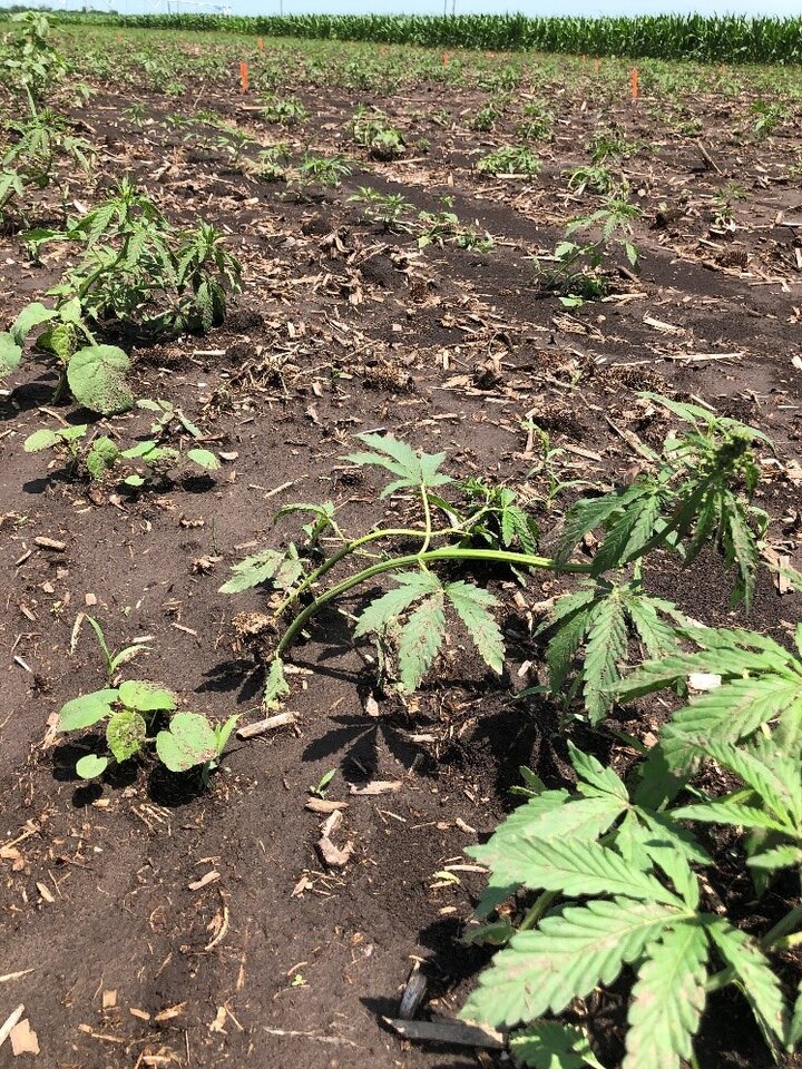 bleached hemp leaves