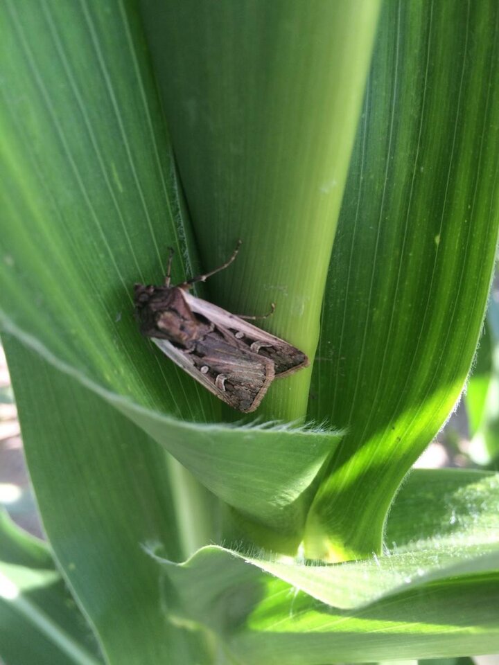 Western bean cutworm moth