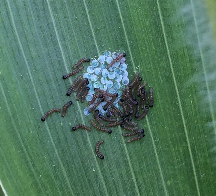 cutworm larvae