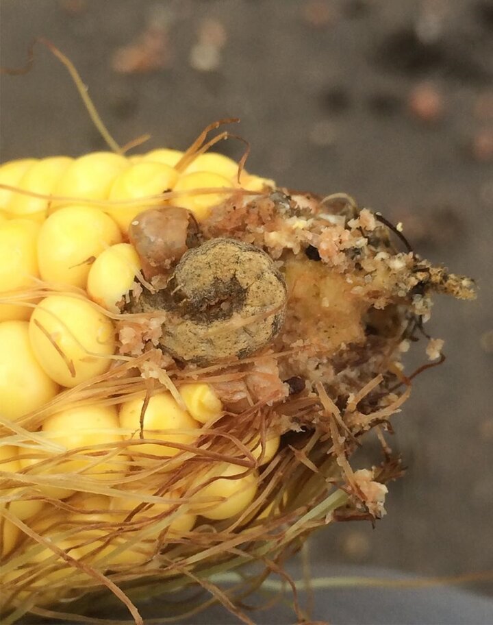 Western bean cutworm larva feeding on corn ear.