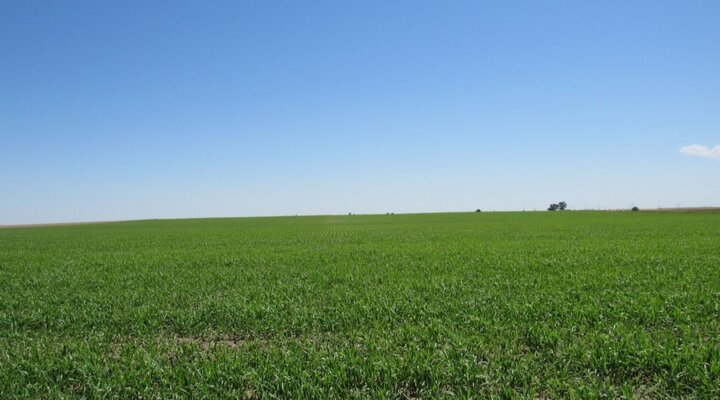 proso millet in Cheyenne county