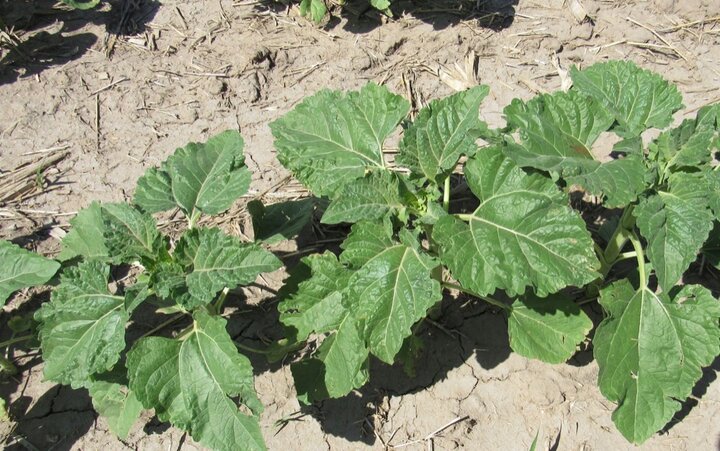 sunflowers in Cheyenne county