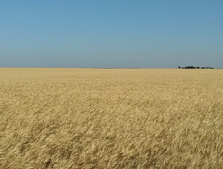 wheat field in Cheyenne County