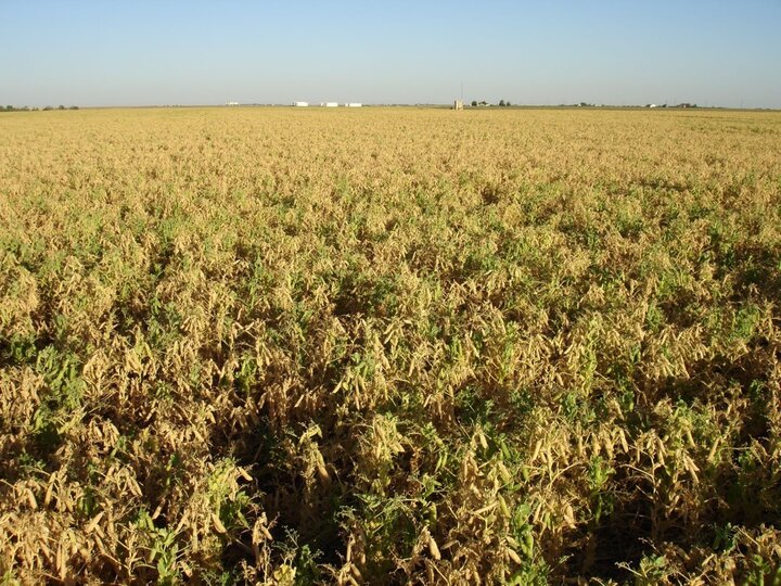 yellow peas in Cheyenne county