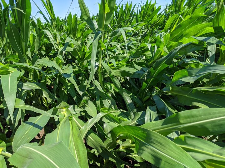 corn leaning or broken by wind or rain