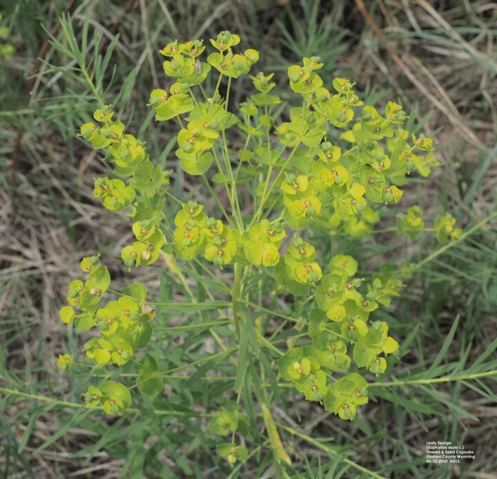 Leafy spurge