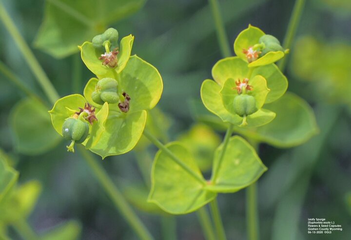 Leafy spurge flowers