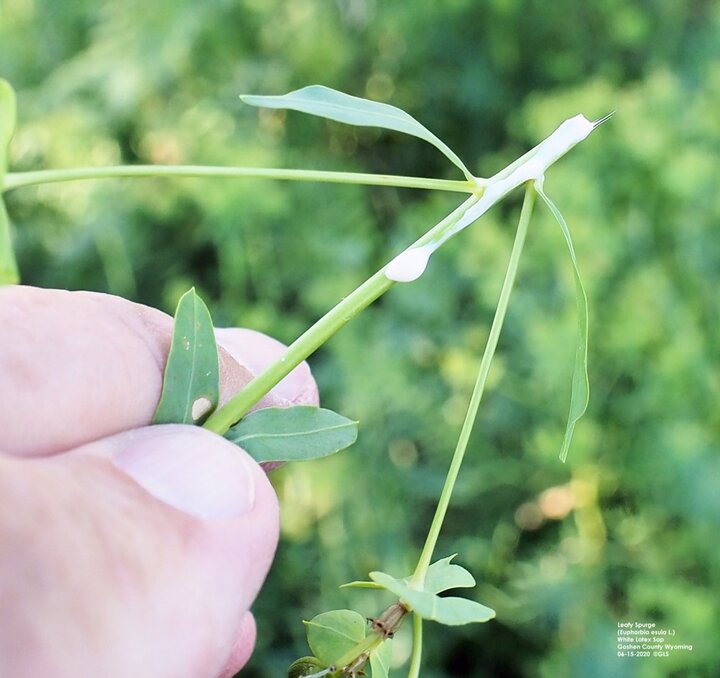 Leafy spurge white latex sap