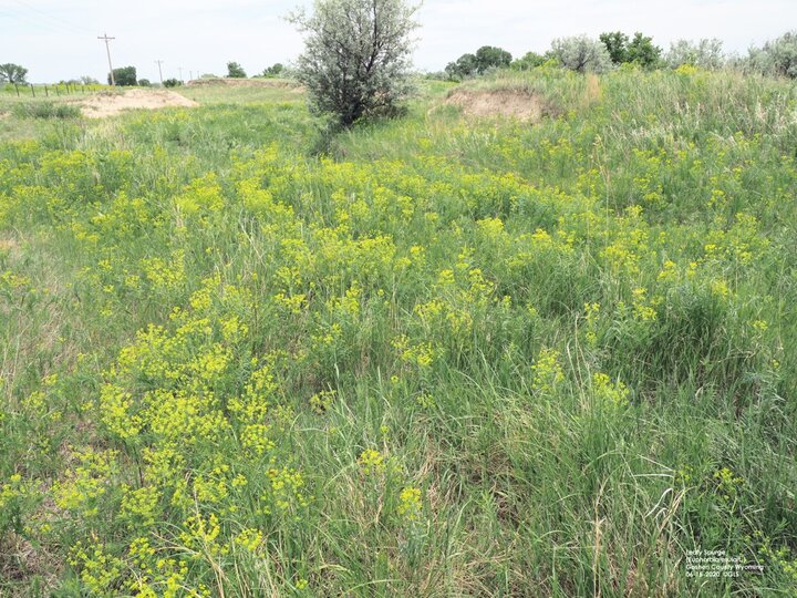 Leafy spurge patch