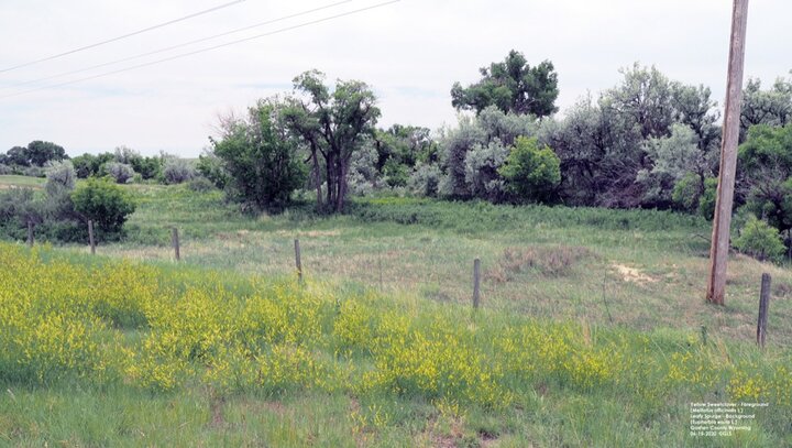 Yellow sweet clover and Leafy spurge background