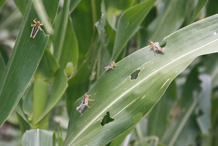 grasshoppers on corn