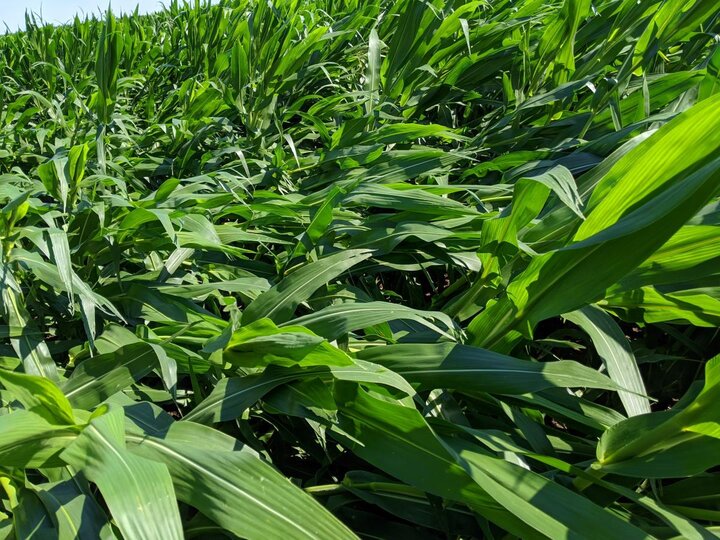 Portion of a field in York County the morning of July 9th.