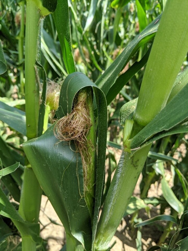 ear leaves bent and covering silks in wind-damaged fields.