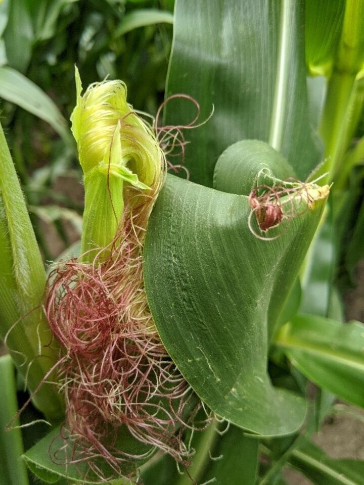 ear leaves bent and covering silks in wind-damaged fields.